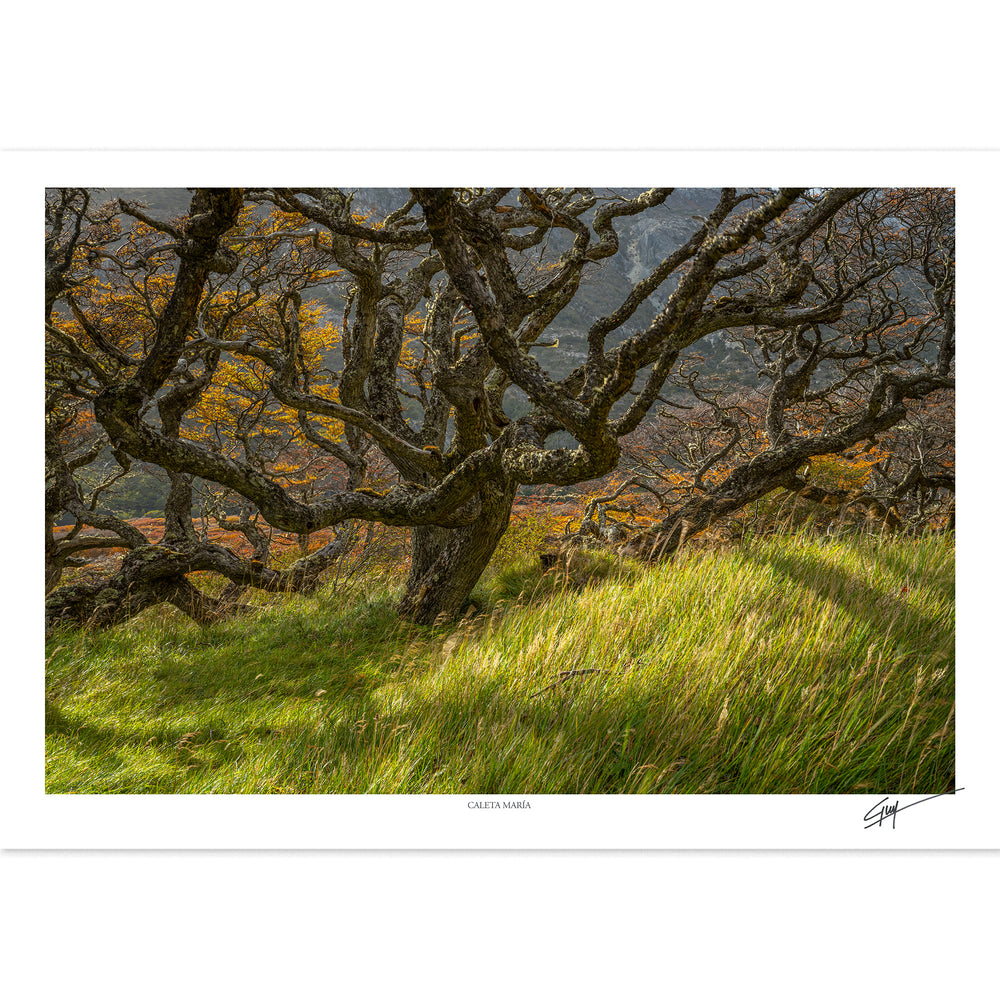 Caleta María | Serie Bosques Patagónicos