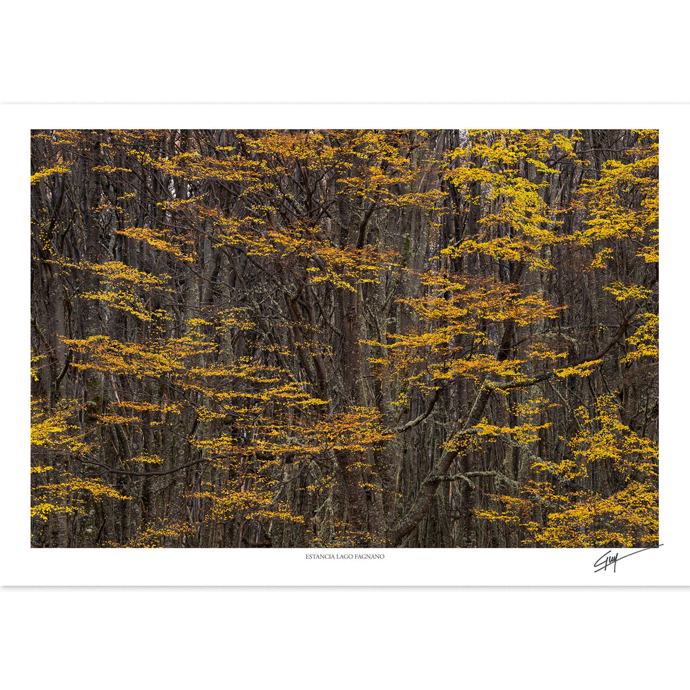 Estancia Lago Fagnano | Serie Bosques Patagónicos
