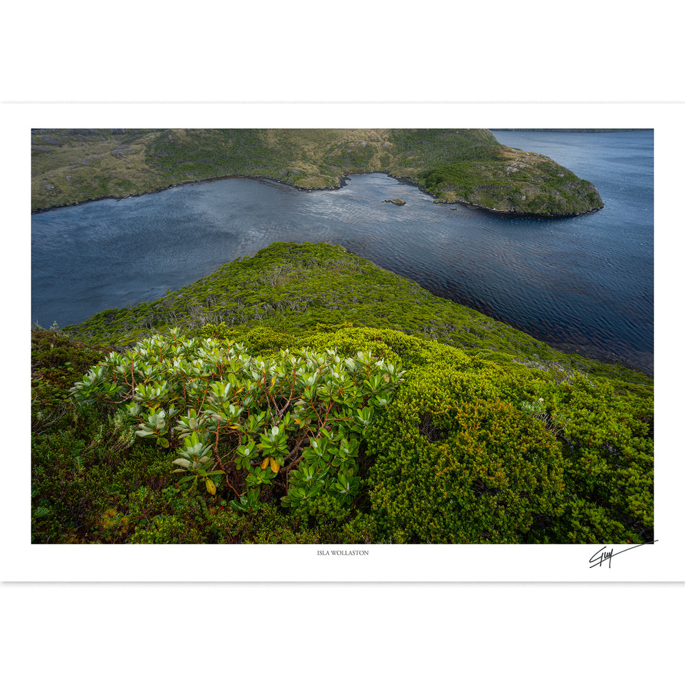 Isla Wollaston | Serie Bosques Patagónicos
