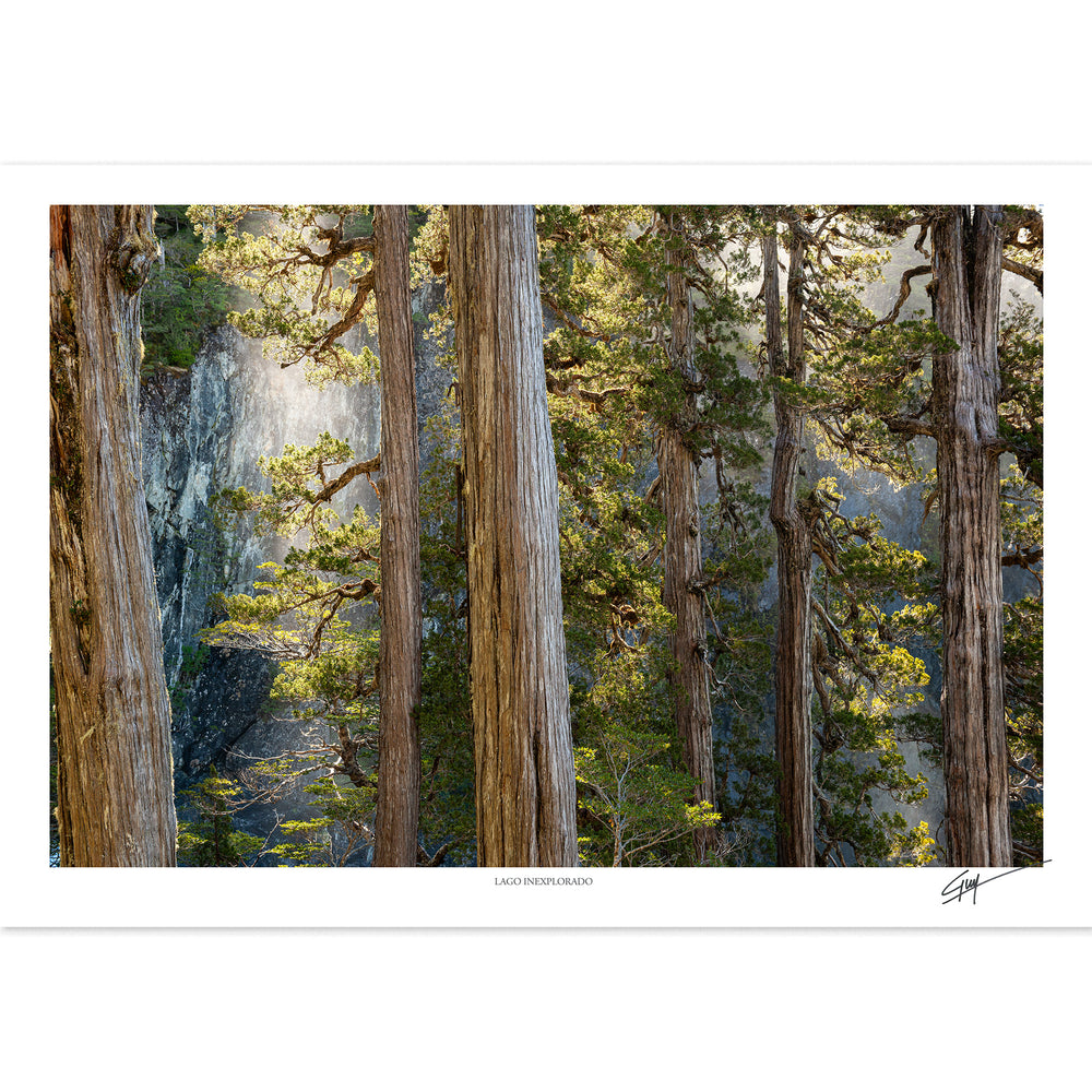Lago Inexplorado | Serie Bosques Patagónicos