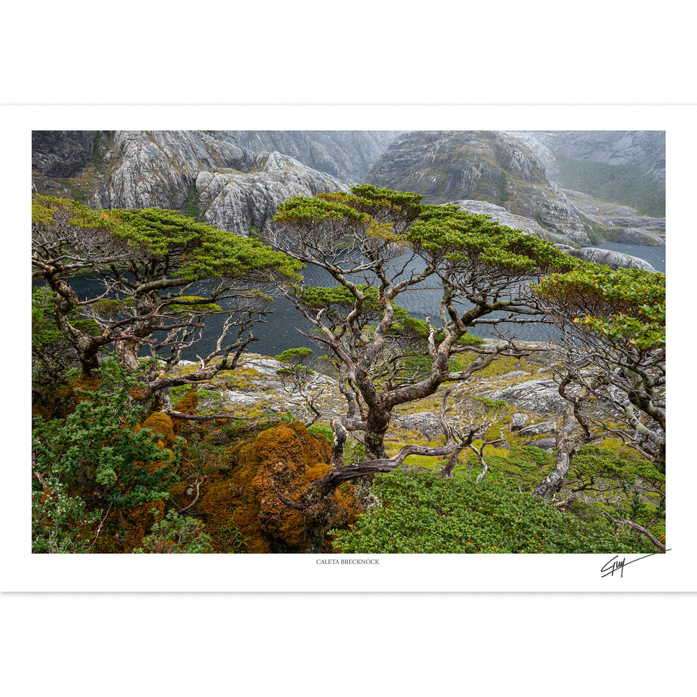 Caleta Brecknock | Serie Bosques Patagónicos