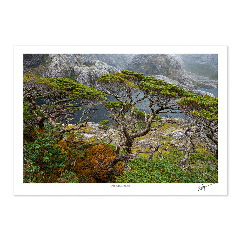 Caleta Brecknock | Serie Bosques Patagónicos