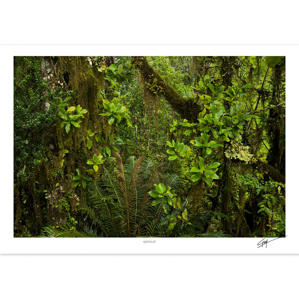 Queulat | Serie Bosques Patagónicos
