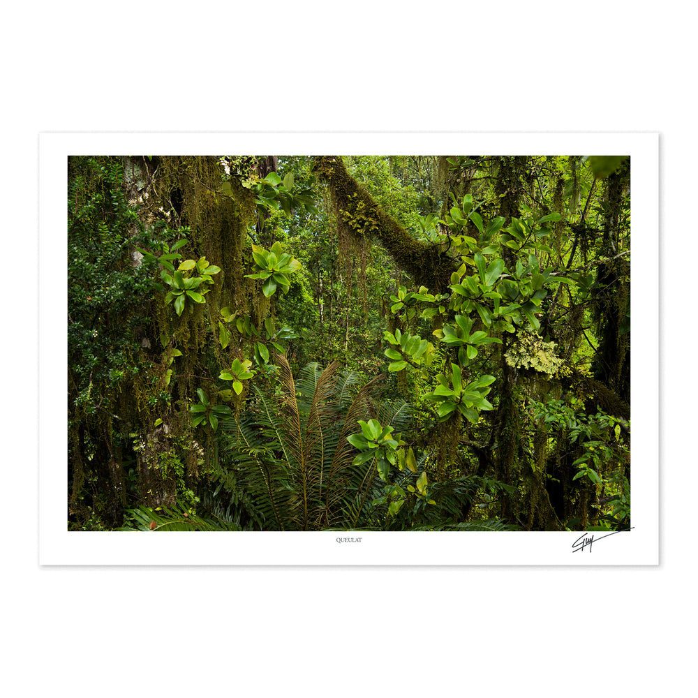 Queulat | Serie Bosques Patagónicos